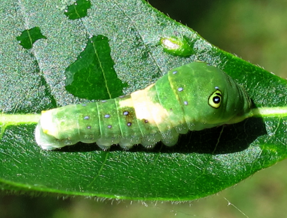 What Does the Caterpillar Look Like?