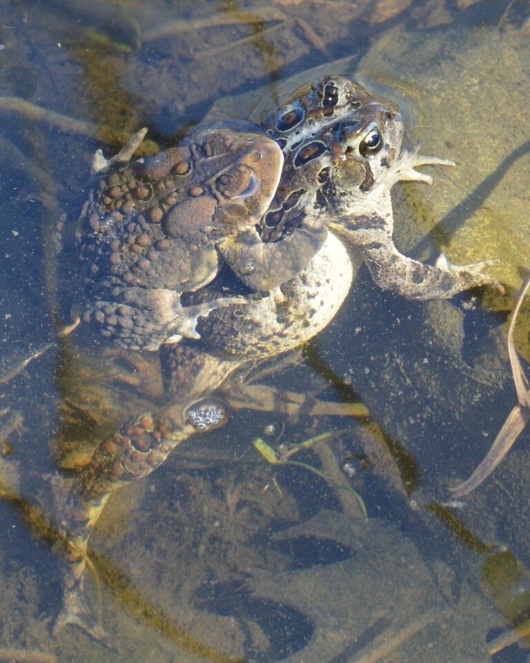 Toad Poop: Identification and the Real Risk to Dogs