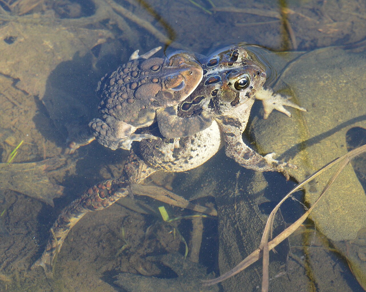 Toad Poop vs Frog Poop