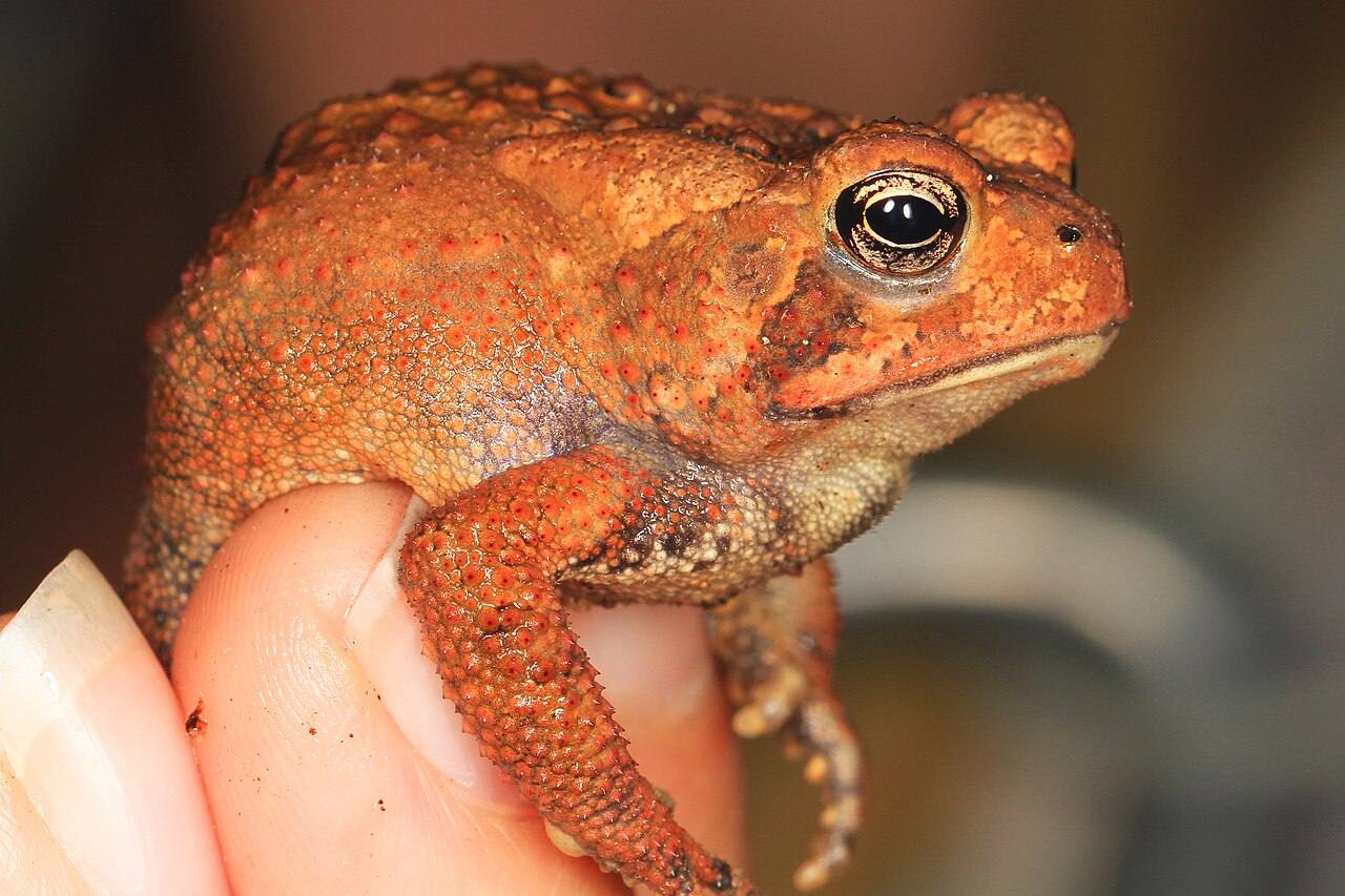 Is Toad Poop Toxic to Dogs?