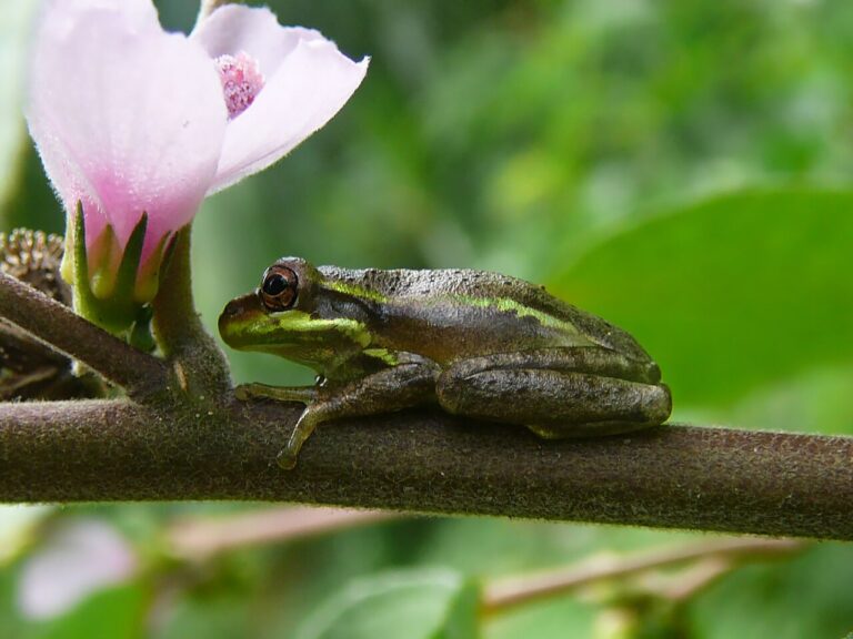 Tree Frog Guide: How to Identify One and Whether It Is Safe to Touch
