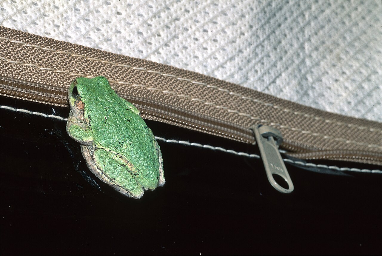Is it bad to touch a tree frog?