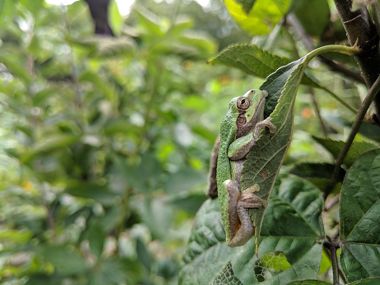 Tree Frog Sounds: Which Species Is Calling