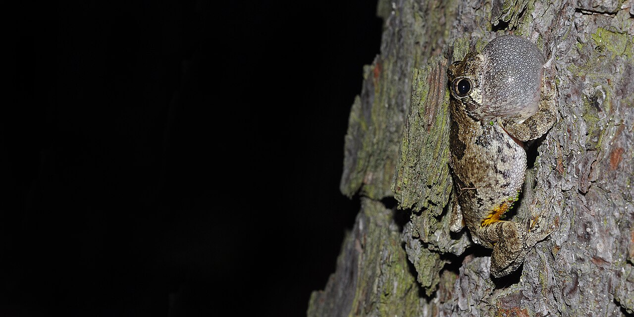 Why Do Tree Frogs Call at Night?
