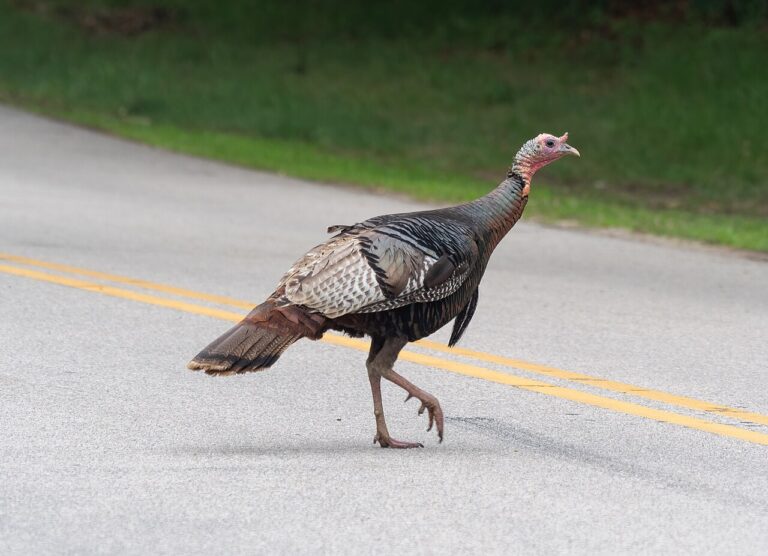 Turkey Poop: How to Tell a Tom From a Hen by Droppings