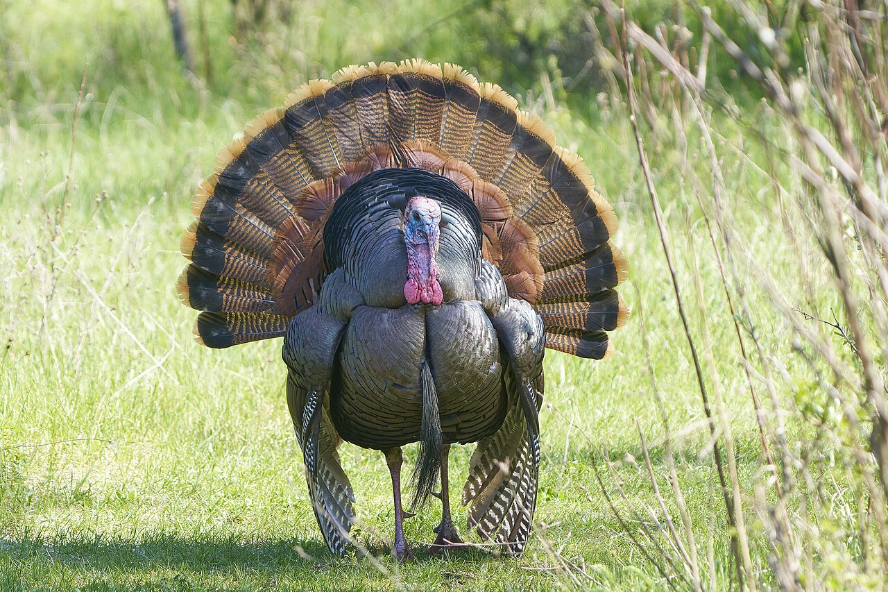 How Do You Tell a Tom From a Hen by Droppings?