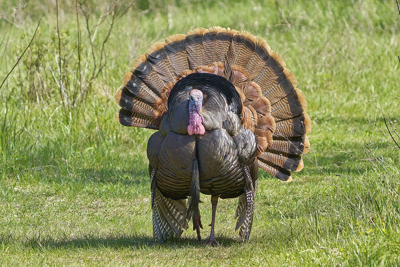 What Does Turkey Poop Tell You About the Flock?
