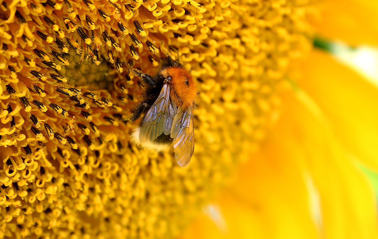 Types of Bees: How to Tell Them Apart
