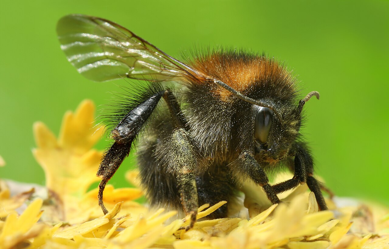 What Are Honeybees?
