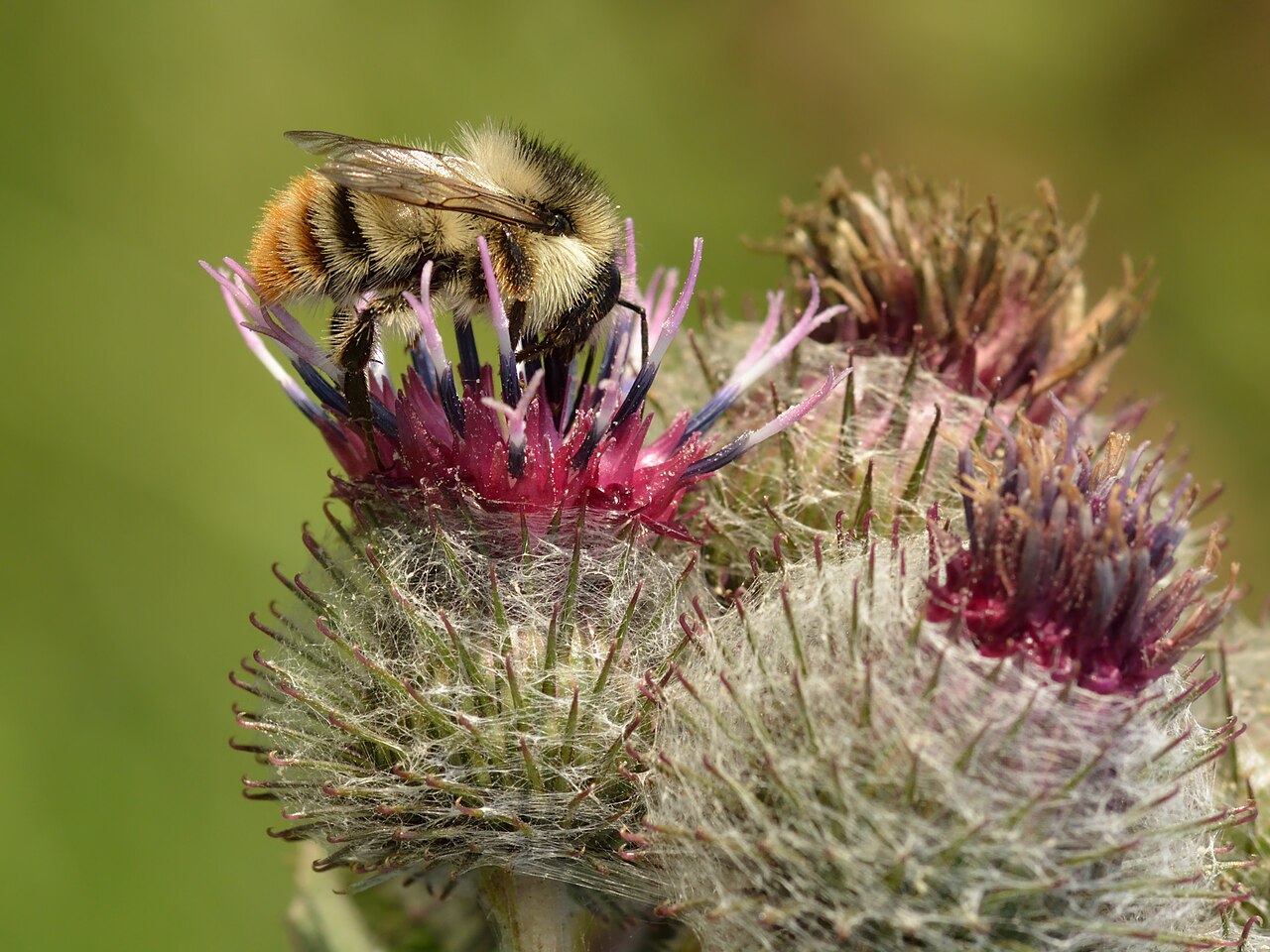 What Are Bumblebees?