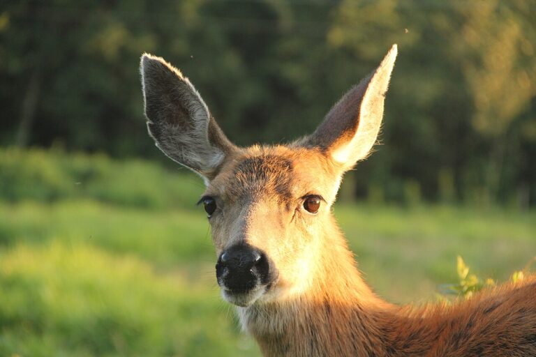 Types of Deer: The 5 US Species and How to Tell Them Apart