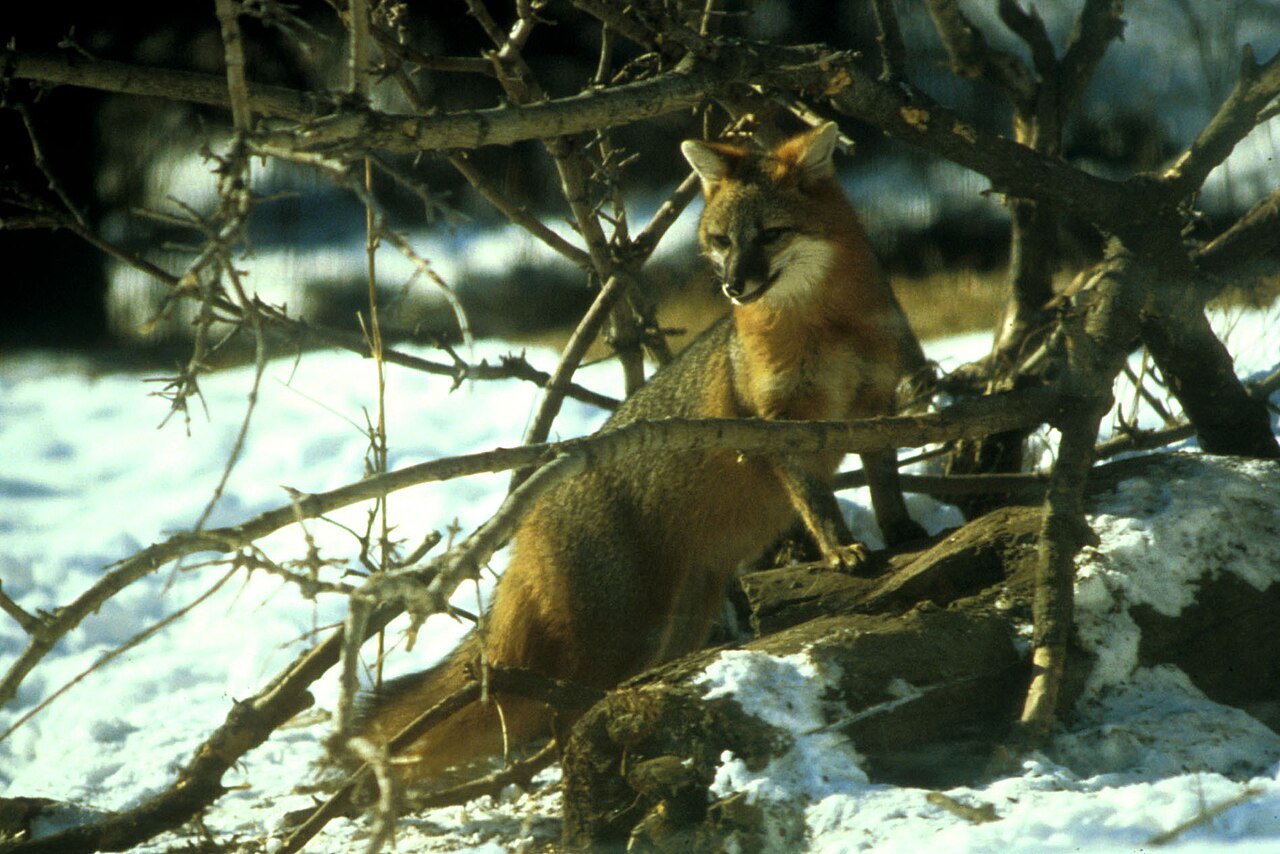 All 12 True Foxes in the Genus Vulpes