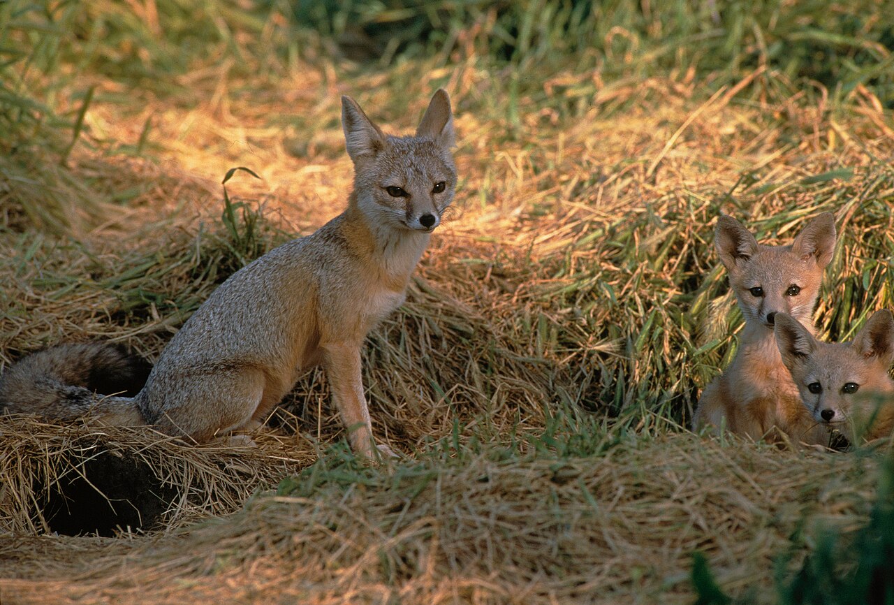 Red Fox: The One You Are Most Likely to See