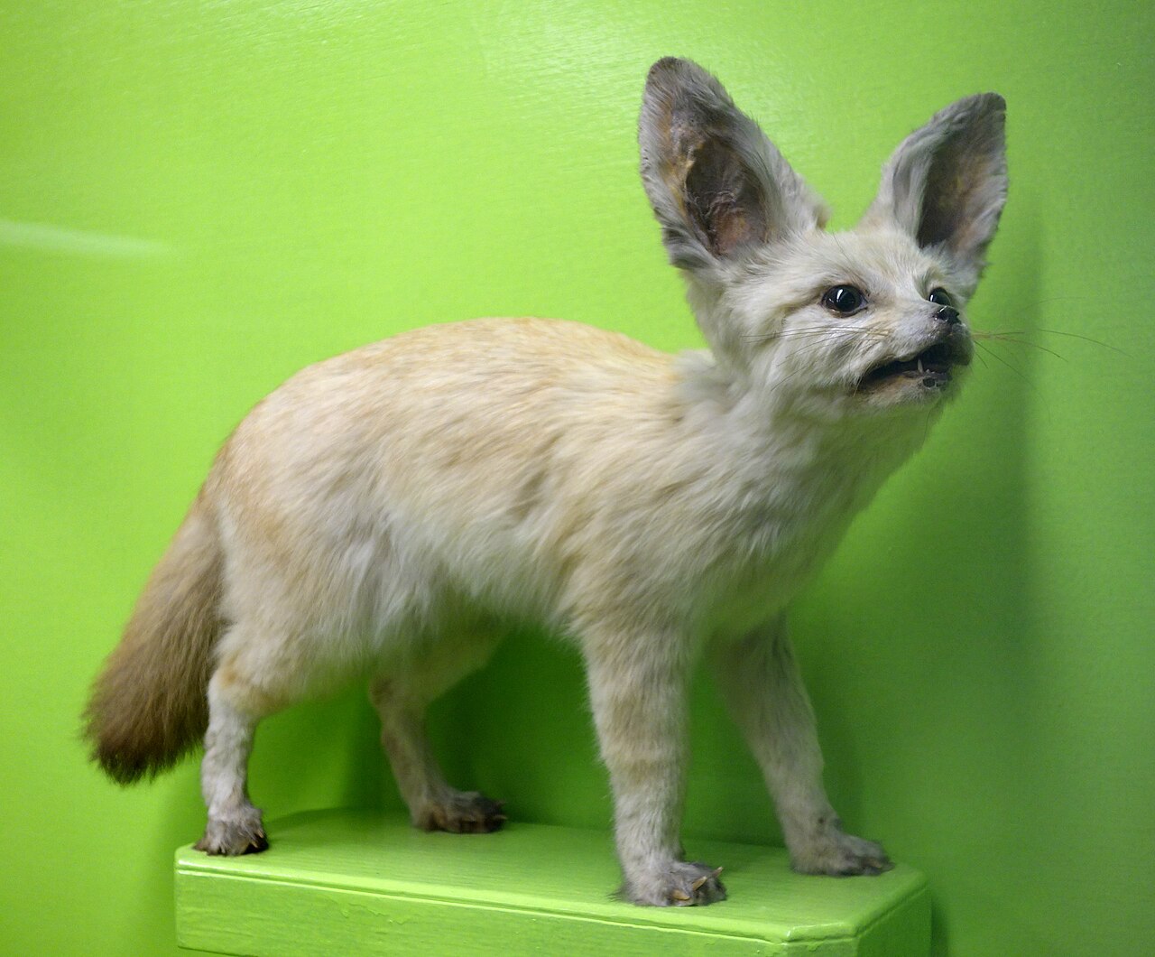 Arctic Fox: Built for 58 Below