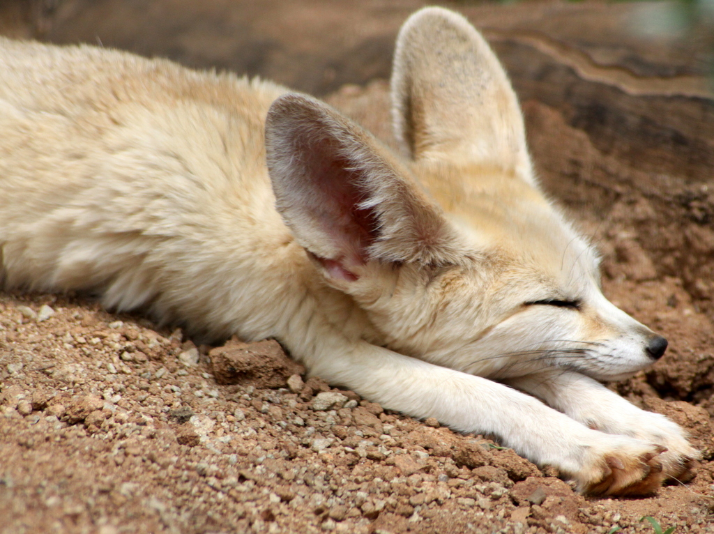 Fennec Fox: The Smallest and Loudest