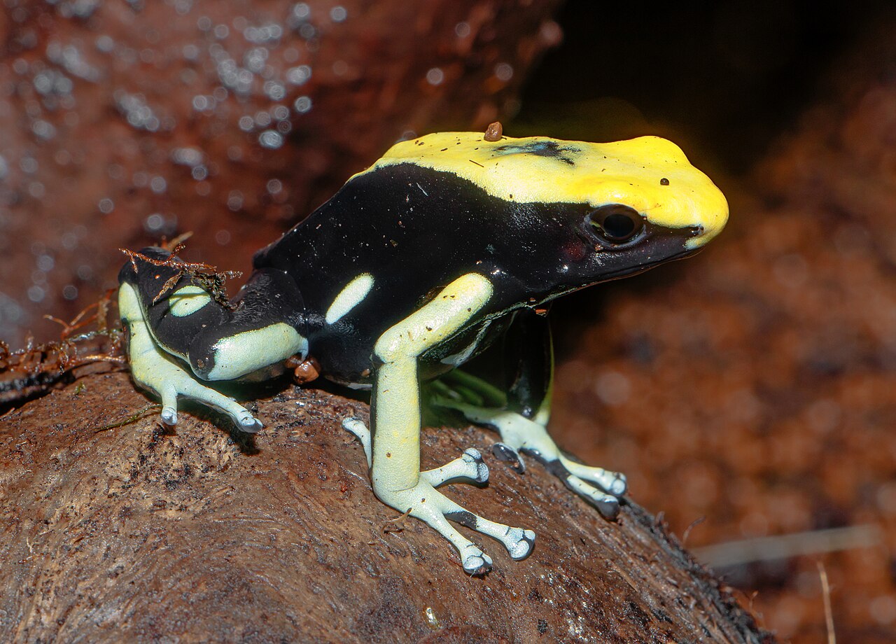 Types of Frogs: 7 Families That Cover Almost Every Species