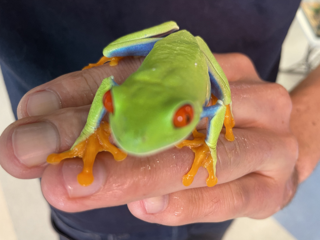 Tree Frogs (Hylidae)