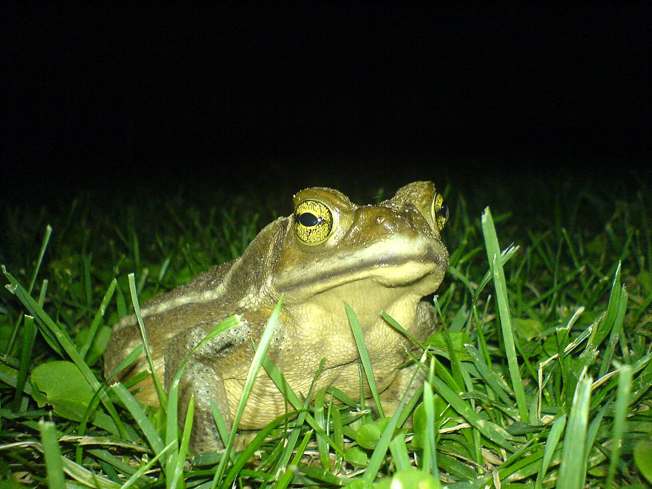 Toads (Bufonidae): Frogs With Dry Warty Skin