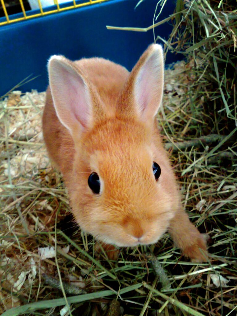 Types of Rabbits: 10 Common Breeds and 15 Wild Species