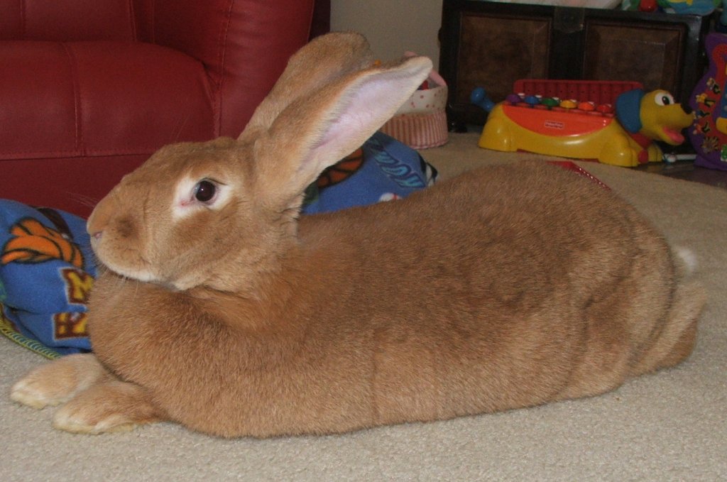 What Are the 7 Body Types of Rabbits?