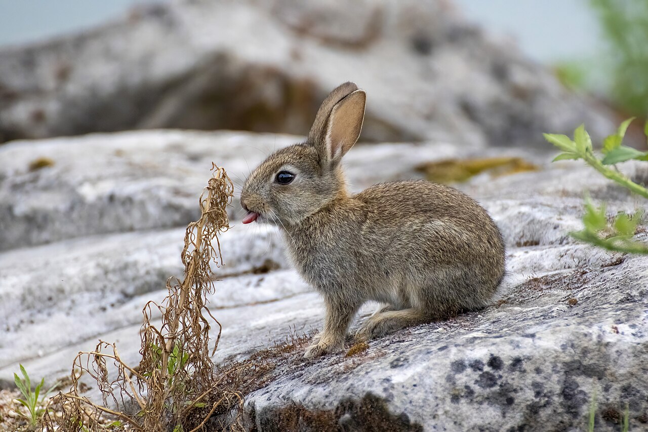 The Top 10 Most Common Rabbit Breeds in the US