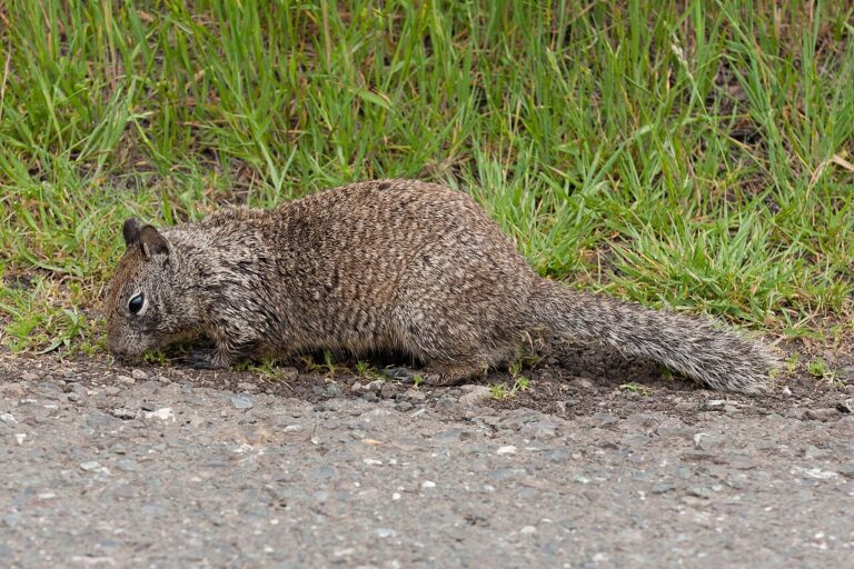 12 Types of Squirrels in North America and How to Tell Them Apart