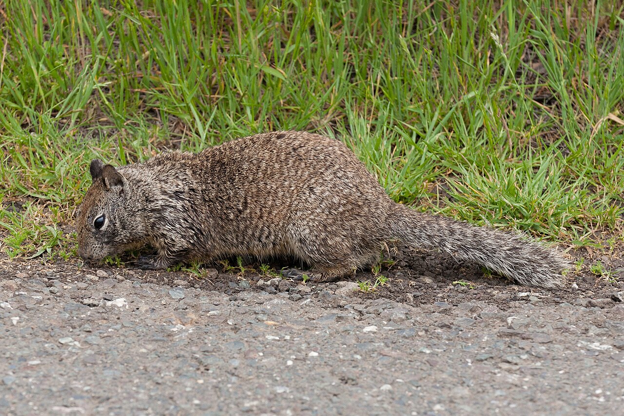 12 Types of Squirrels in North America and How to Tell Them Apart