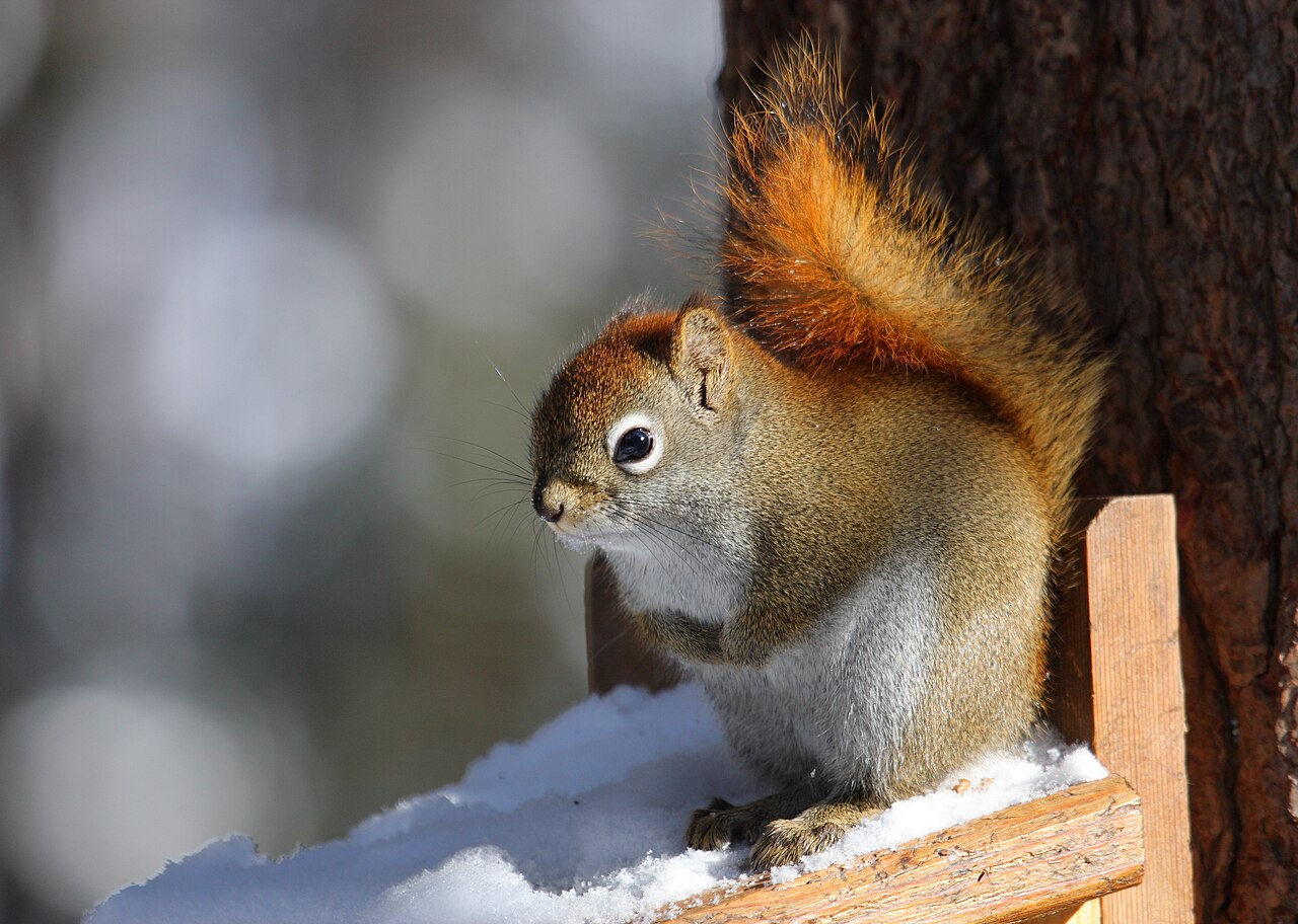 Eastern Gray Squirrel