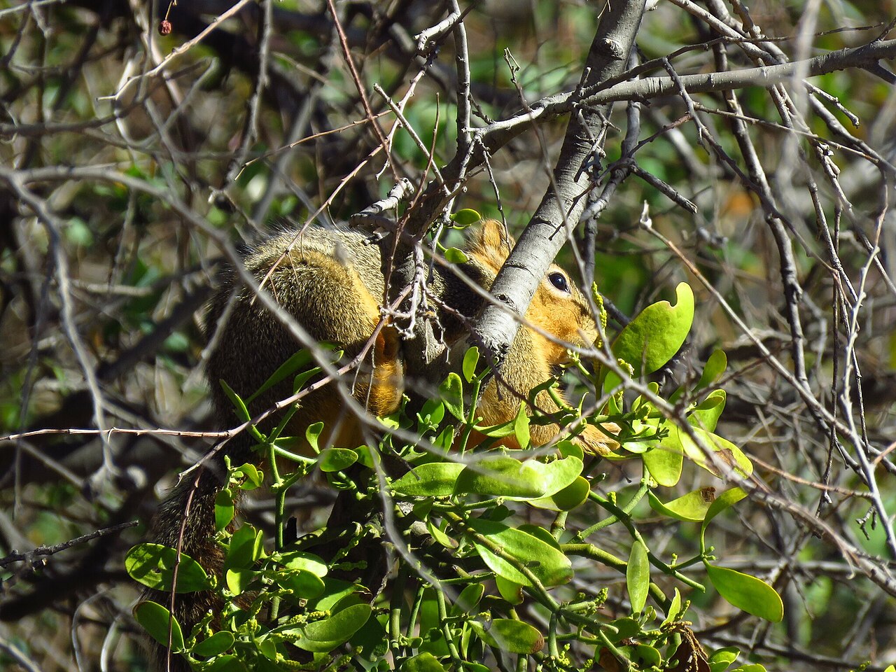 Fox Squirrel