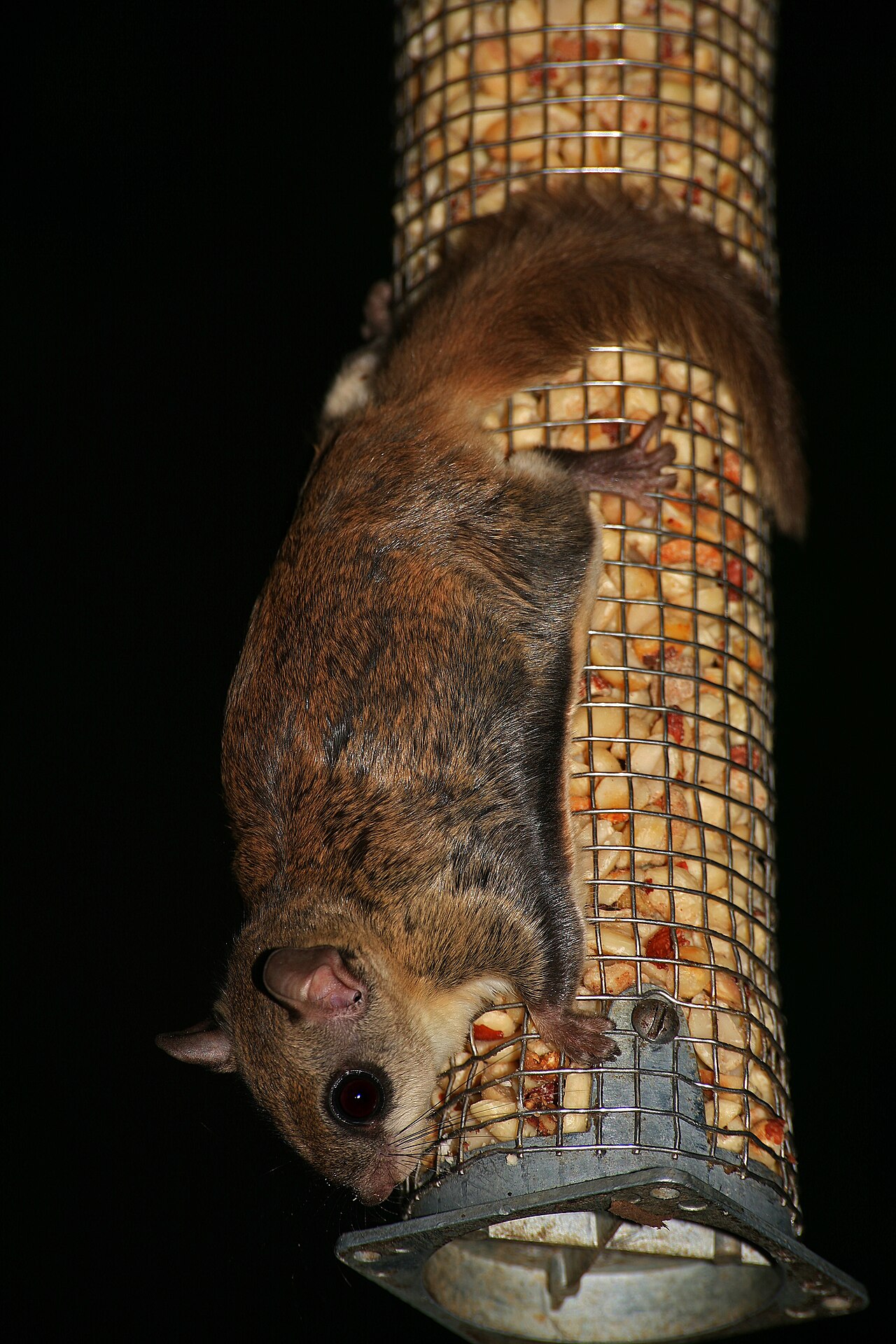 American Red Squirrel and Douglas Squirrel