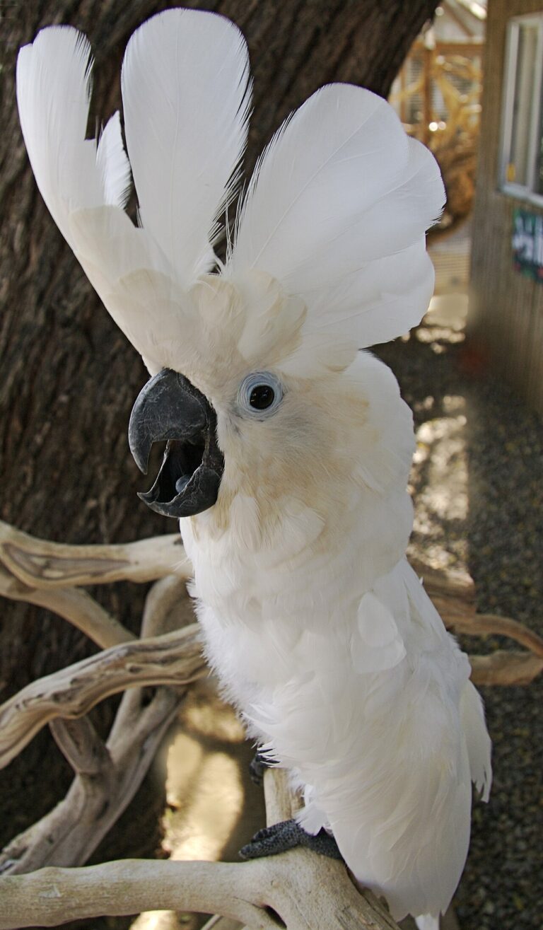 Umbrella Cockatoo: 70 Year Lifespan, 100 Decibel Voice, Real Costs