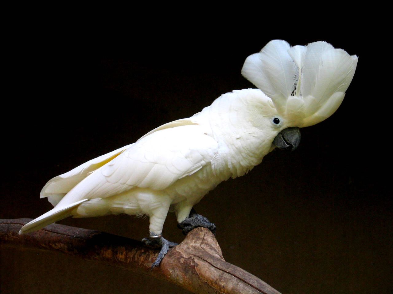 Why Is It Called an Umbrella Cockatoo?