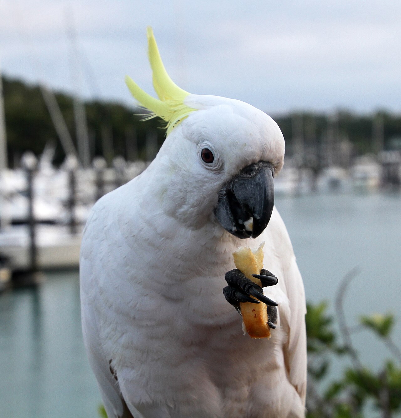 How Big Do Umbrella Cockatoos Get?