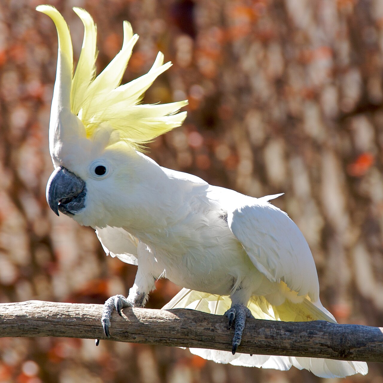 Where Do Umbrella Cockatoos Live in the Wild?