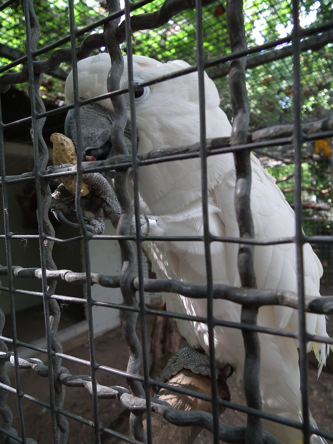 How Long Do Umbrella Cockatoos Live?