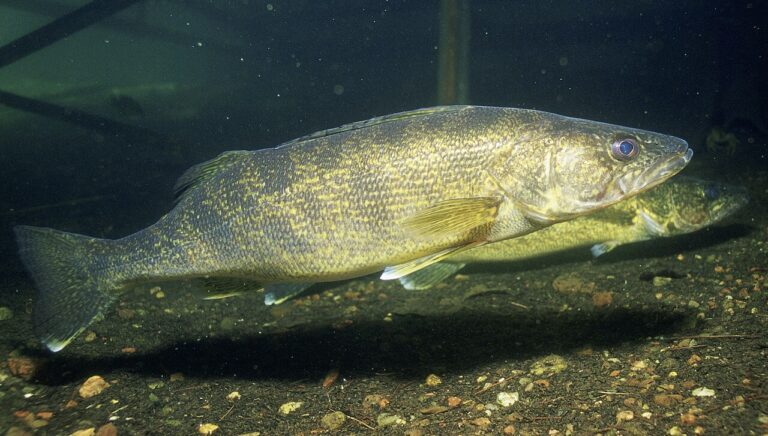 Walleye Teeth: How Sharp They Are and How to Handle the Fish