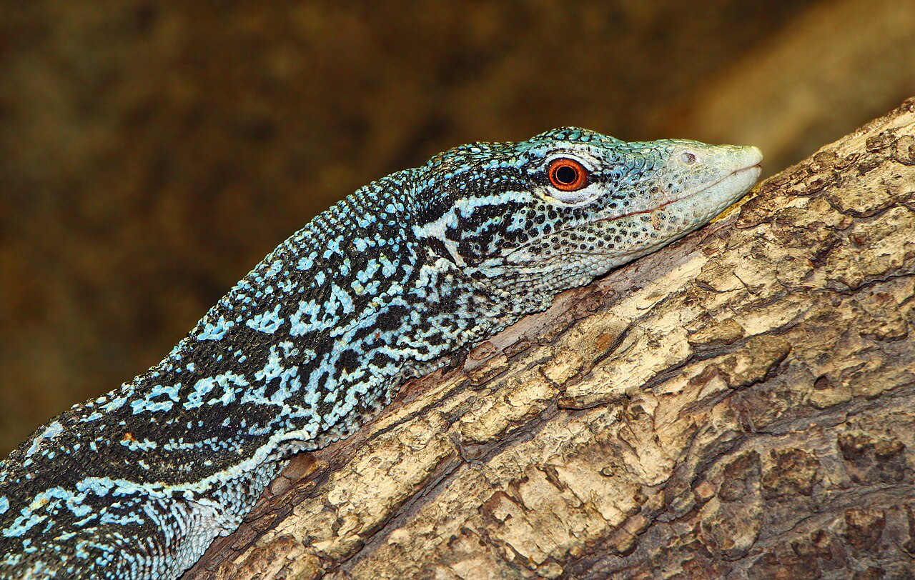 Do Water Monitor Lizards Bite?