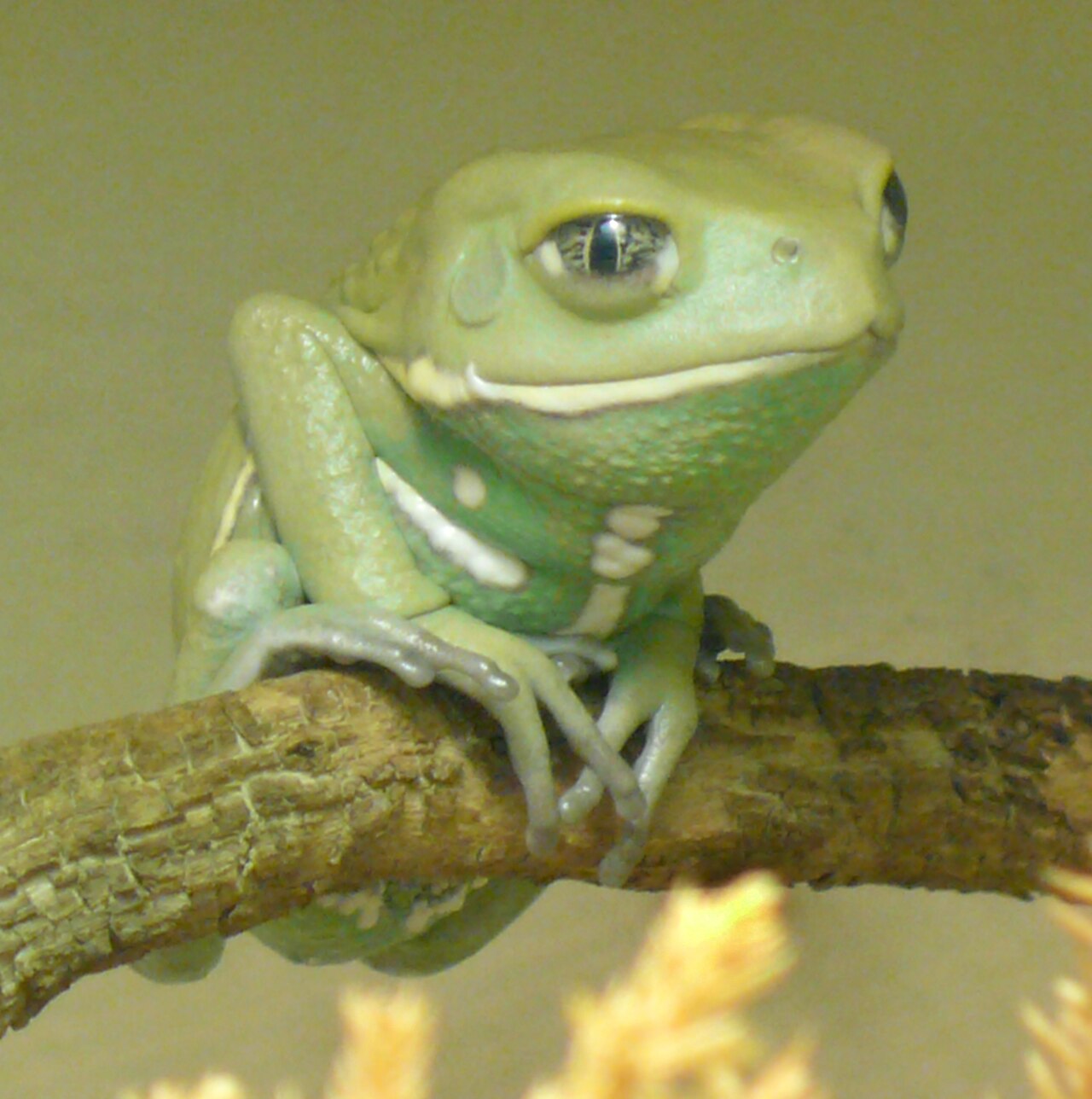Waxy Monkey Tree Frog: Care, Toxicity, and Tank Size