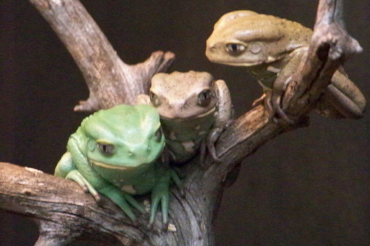 How Do I Care for a Waxy Monkey Frog?