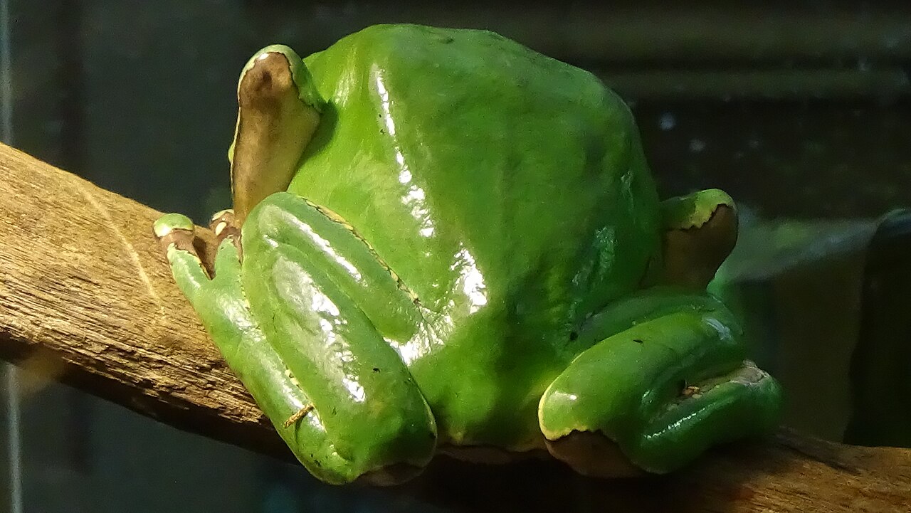 Are Waxy Monkey Tree Frogs Poisonous?