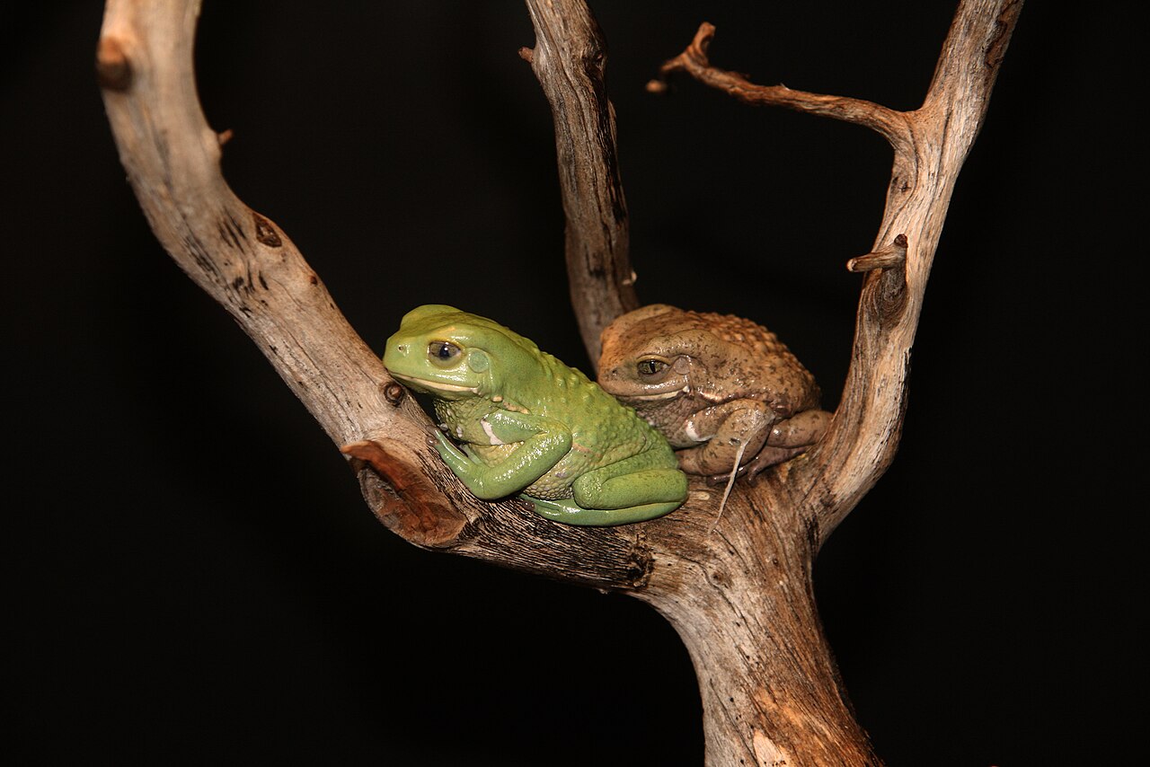 Are Waxy Monkey Frogs Good Pets?
