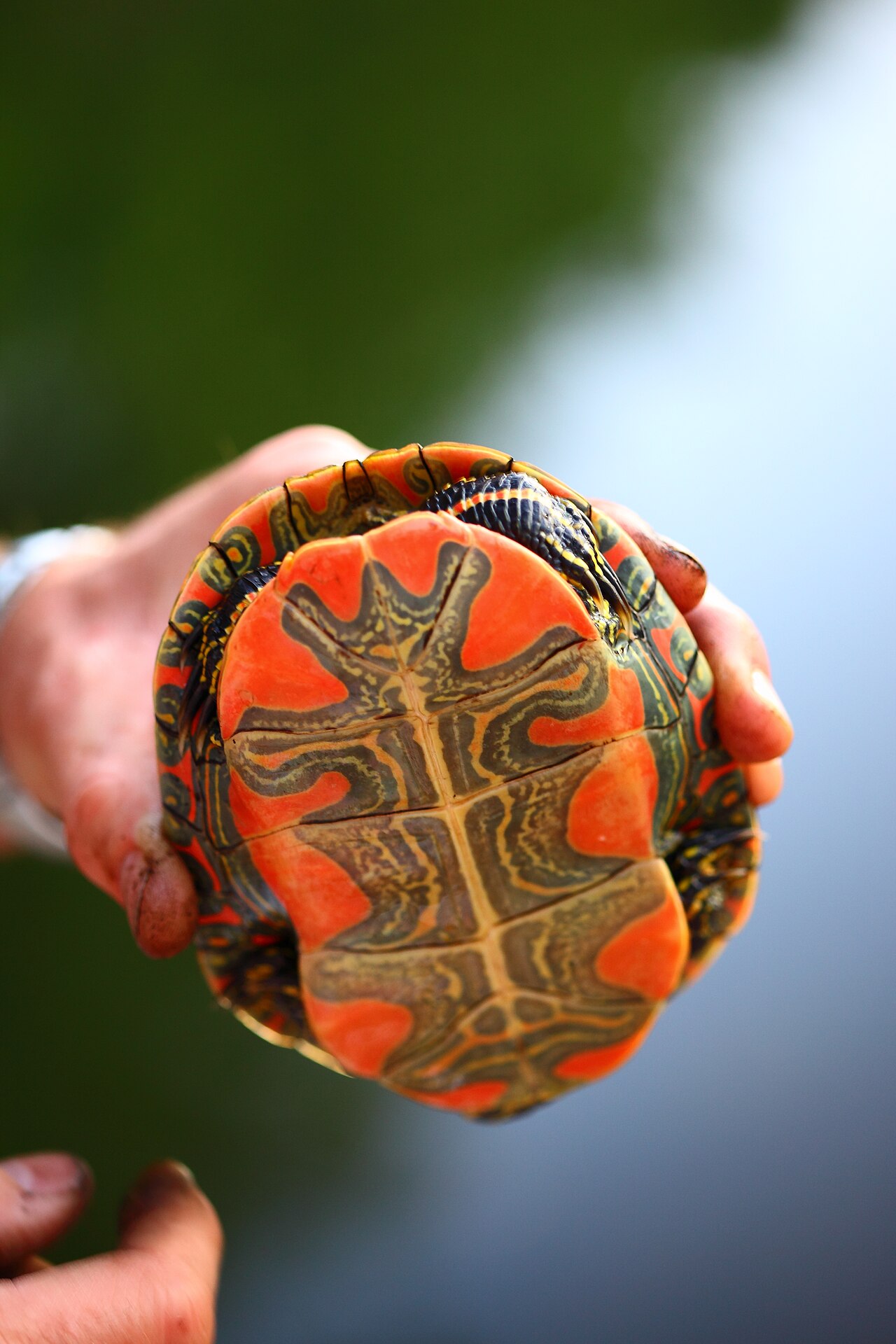 What Are the Differences Between Western and Eastern Painted Turtles?