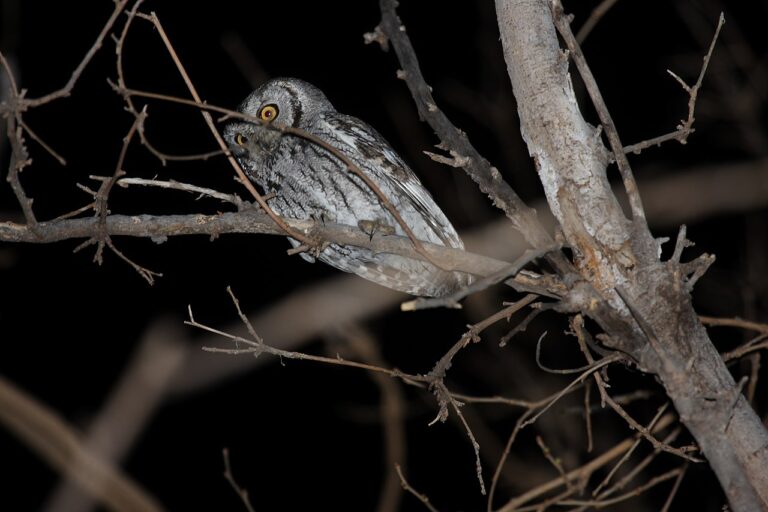 Western Screech Owl Sound: The Bouncing Ball Song