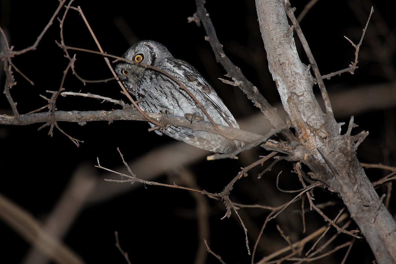 Western Screech Owl Sound: The Bouncing Ball Song