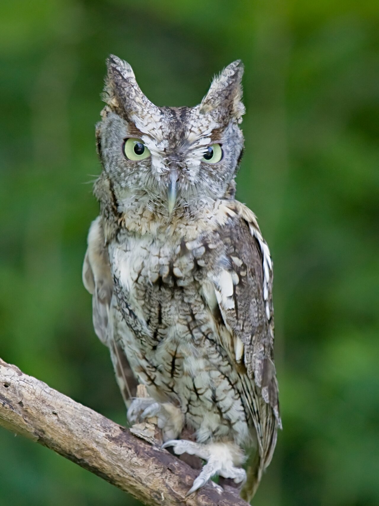 What Noise Does a Screech-Owl Make at Night?
