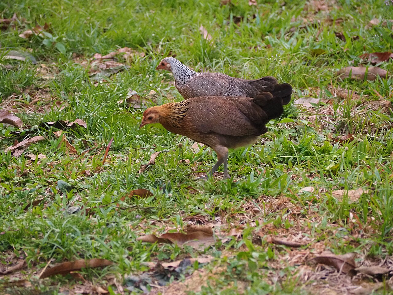 What Can Chickens Eat? The Complete Safe Foods List