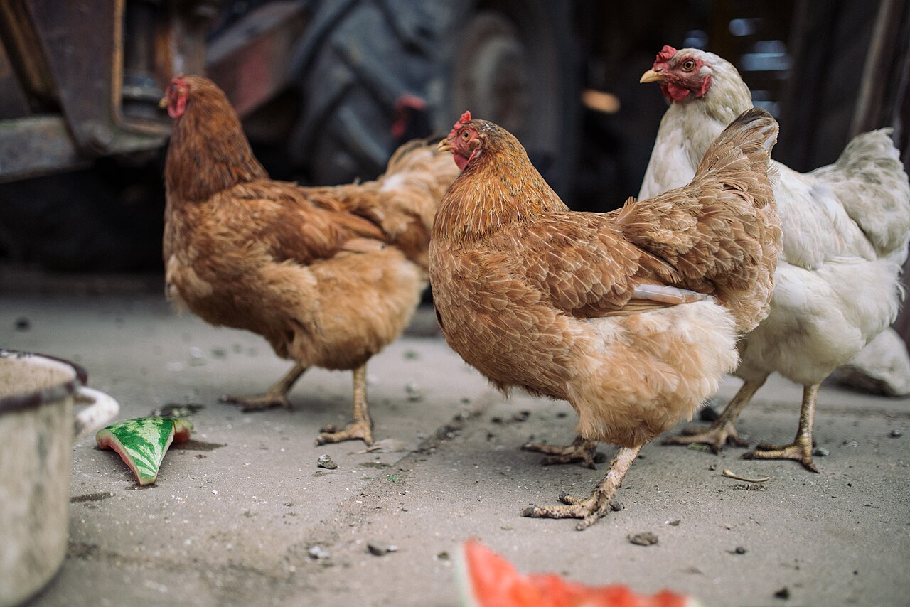 Safe Fruits for Chickens