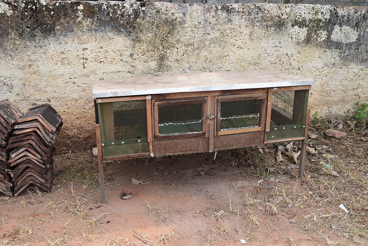 Safe Vegetables for Chickens