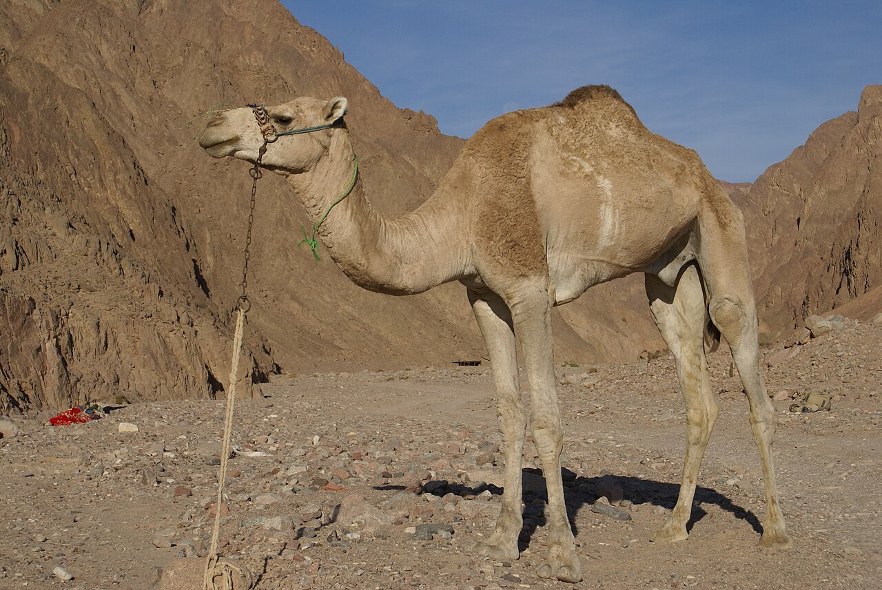 What Do Camels Eat? Diet, Digestion, and Bite Danger
