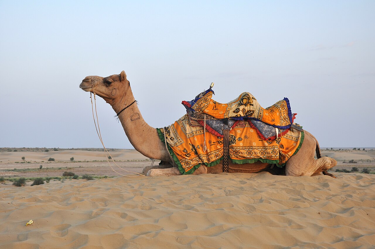 What Are a Camel's Favorite Foods?